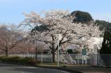八郎川沿いの早咲き桜