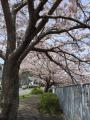 桜１